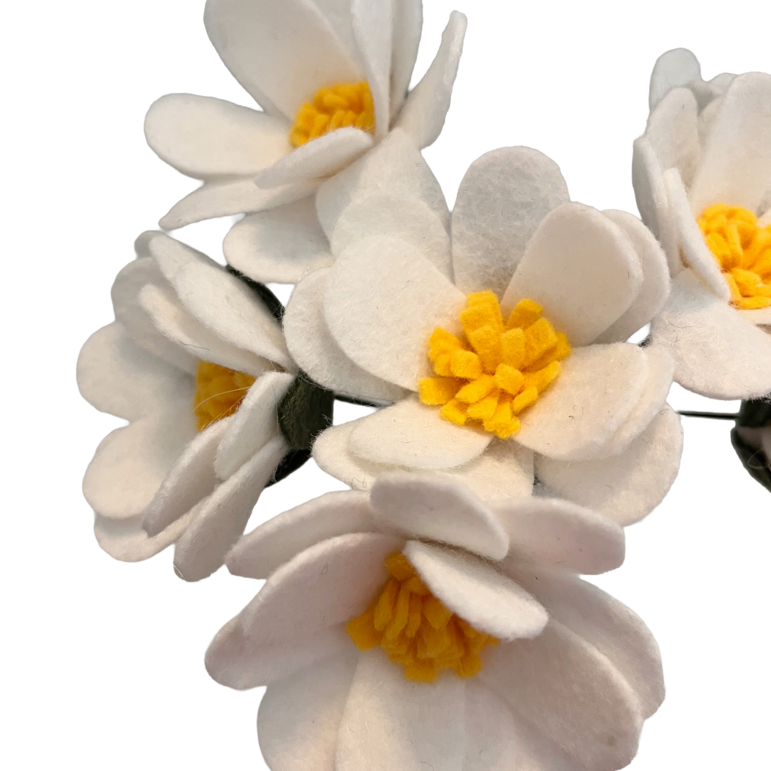 Close-up of white flowers with yellow centers on a white background